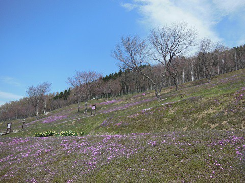 4月30日　滝上町　今日の芝ざくら滝上公園2018・・・2