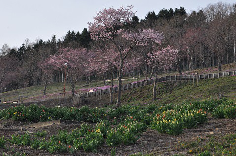 5月1日　滝上町　今日の芝ざくら滝上公園2018・・・3