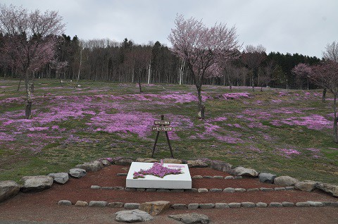 5月2日　滝上町　今日の芝ざくら滝上公園2018・・・4