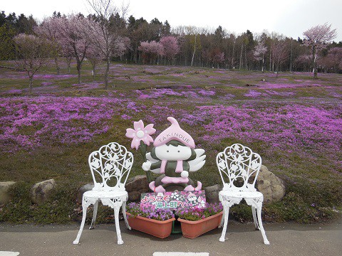 5月7日　滝上町　今日の芝ざくら滝上公園2018・・・5