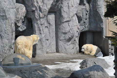 ちょっと懐かしい写真・・・3月27日　旭山動物園　ホッキョクグマ