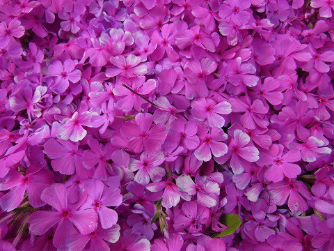 5月24日　滝上町　今日の芝ざくら滝上公園2018・・・14