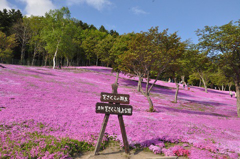 5月27日　滝上町　今日の芝ざくら滝上公園2018・・・16後半