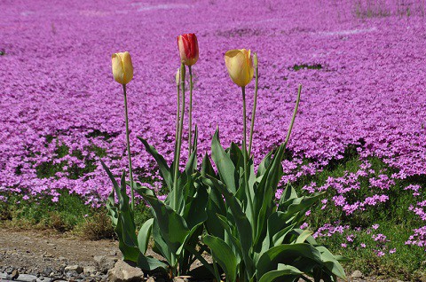 6月1日　滝上町　今日の芝ざくら滝上公園2018・・・18