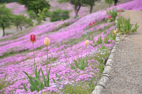 6月5日　滝上町　今日の芝ざくら滝上公園2018・・・20