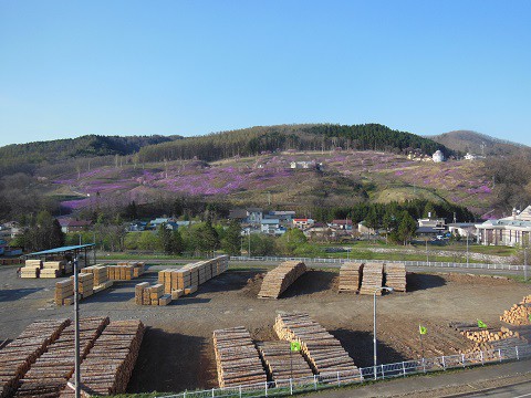 5月5日　滝上町　今日の芝ざくら滝上公園2019・・・3