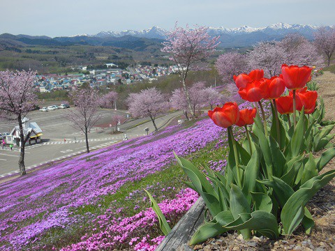 5月6日　滝上町　今日の芝ざくら滝上公園2019・・・4　開花宣言!