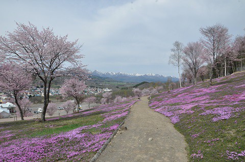 5月6日　滝上町　芝ざくら滝上公園　今後のイベント紹介など