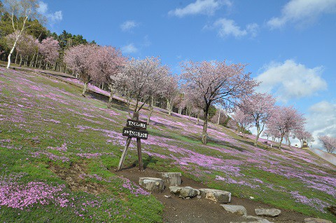 5月8日　滝上町　今日の芝ざくら滝上公園2019・・・5