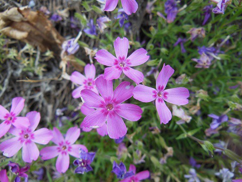 5月28日　滝上町　今日の芝ざくら滝上公園2019・・・16