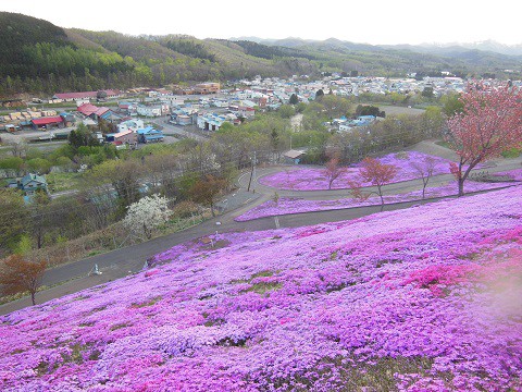 5月15日　滝上町　今日の芝ざくら滝上公園2021・・・6