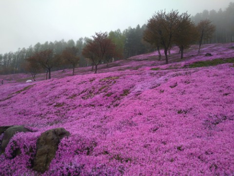 5月16日　滝上町　芝ざくら滝上公園2021・・・7