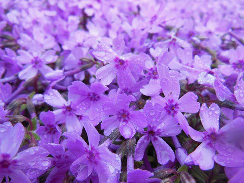 5月17日　滝上町　今日の芝ざくら滝上公園2021・・・8