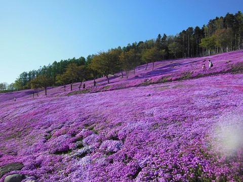 5月20日　滝上町　今日の芝ざくら滝上公園2021・・・10