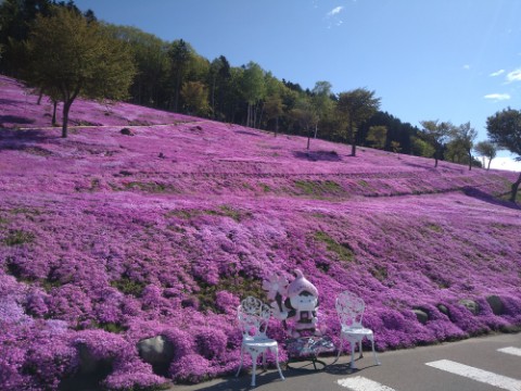 5月22日　滝上町　今日の芝ざくら滝上公園2021