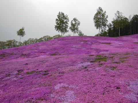 5月23日　滝上町　今日の芝ざくら滝上公園2021・・・12