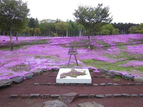 5月24日　滝上町　今日の芝ざくら滝上公園2021・・・13