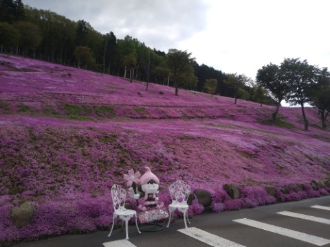 (追記あり)5月25日　滝上町　今日の芝ざくら滝上公園2021・・・14