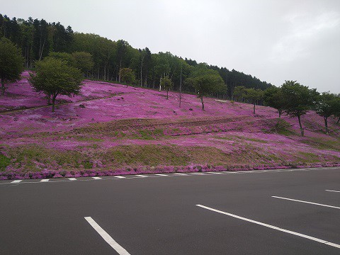 5月28日　滝上町　今日の芝ざくら滝上公園2021・・・15