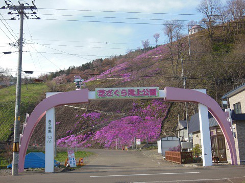 5月6日　滝上町　今日の芝ざくら滝上公園2022・・・1