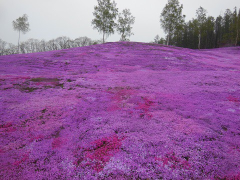 5月13日　滝上町　今日の芝ざくら滝上公園2022・・・3