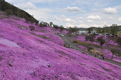 5月15日　滝上町　今日の芝ざくら滝上公園2022・・・4