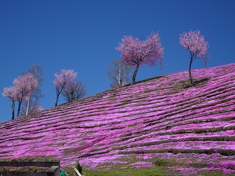 5月1日　滝上町　芝ざくら滝上公園2024・・・本日開花宣言!!