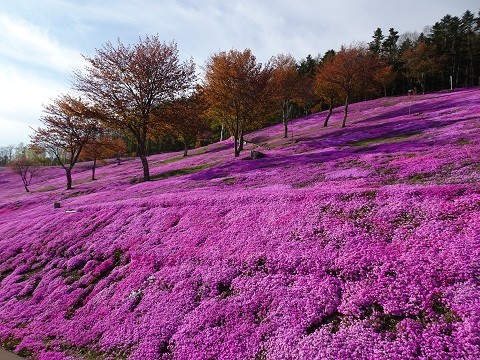 5月9日　滝上町　今日の芝ざくら滝上公園2024・・・5