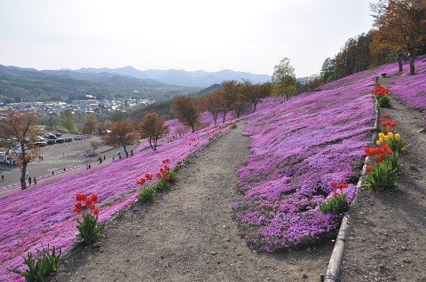 5月11日　滝上町　今日の芝ざくら滝上公園2024・・・6