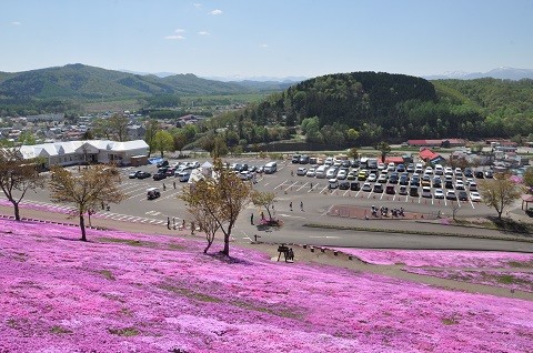 5月14日　滝上町　今日の芝ざくら滝上公園2024・・・8