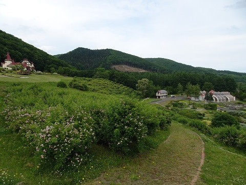 6月16日　滝上町　香りの里ハーブガーデン　まだまだ咲き始め
