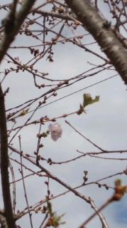 今年は３つぶ？