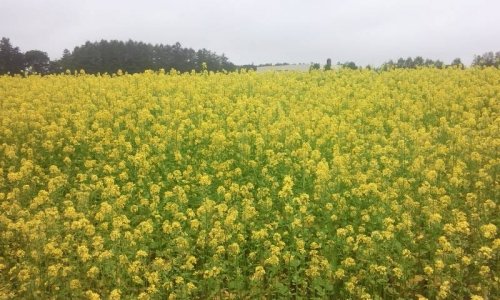 ついでに菜の花畑