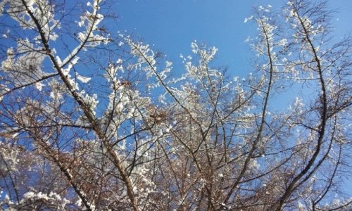 雪の花キラキラ(^^)♪