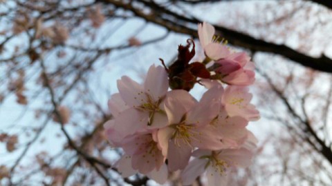 待ってました!桜♪見ごろですね～