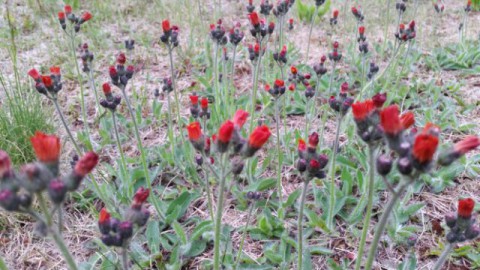 朝の散歩　6月12日