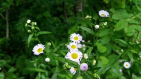 6月29日(月)朝の散歩♪