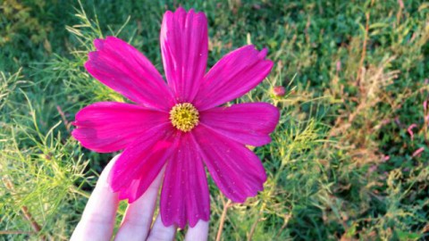 8月25日(火)朝の散歩　お花と再会。