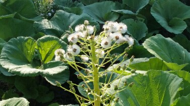 5月18日(水)朝の散歩。