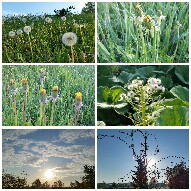 5月18日(水)朝の散歩。追加(^^)