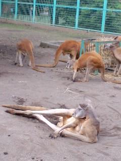 動物園へ行ってきた。