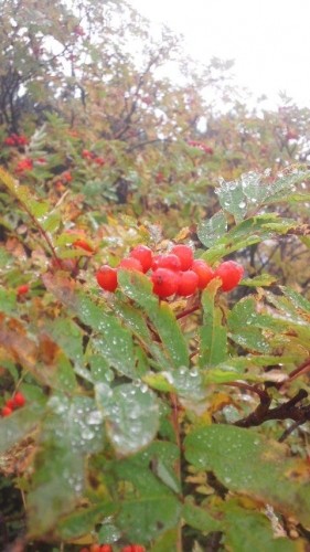 小雨の旭岳