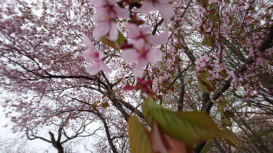 桜満開