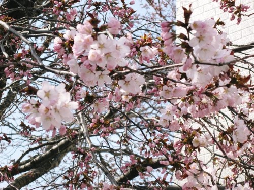 桜の花、咲いてます^^