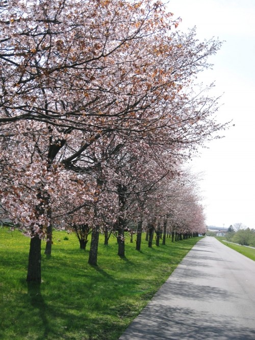 今日のチャリ旅は、桜とリスと笑顔に癒されました。