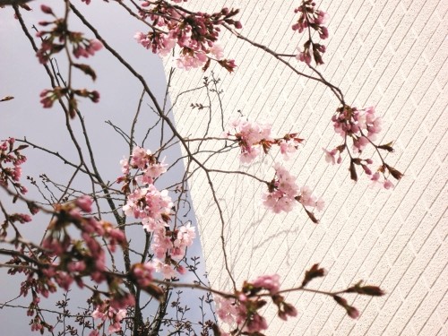 福亭さまとチャリと桜。