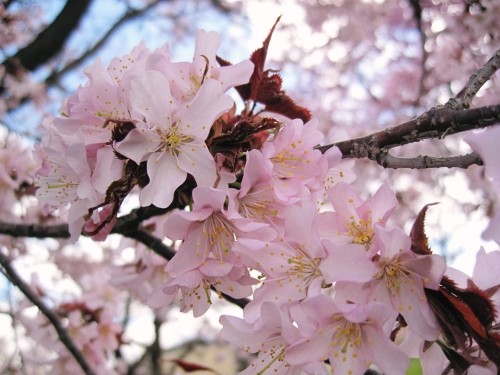 今日は桜を見にチャリでお出掛けしました^^