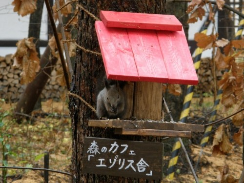 森のカフェ「エゾリス舎」オープン！最初のお客様は？やっぱり・・・！