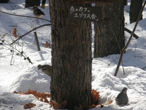 野鳥さん・・大集合！～森のカフェ「エゾリス舎」に・・～