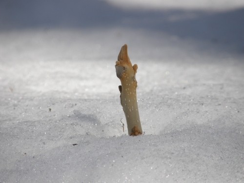 雪の中から”おさる”さんが出てきて・・新芽も春の準備中！